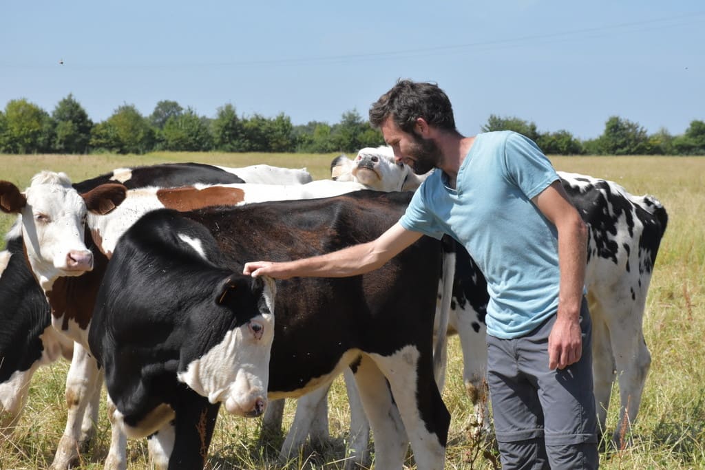 Mathieu Liaigre et les vaches de la ferme